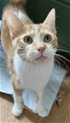 adoptable Cat in palatine, IL named Dora