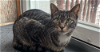 adoptable Cat in palatine, IL named MiMi (aka Menard)