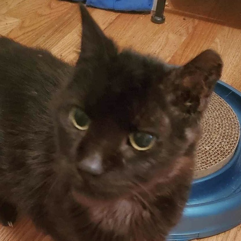 adoptable Cat in Palatine, IL named Mouse