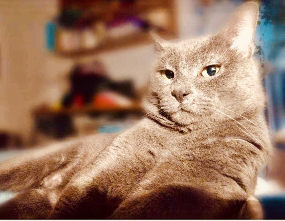 adoptable Cat in Palatine, IL named IÃ±igo Montoya