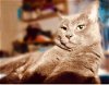 adoptable Cat in palatine, IL named IÃ±igo Montoya