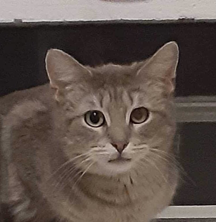adoptable Cat in Palatine, IL named Daisy