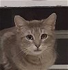 adoptable Cat in palatine, IL named Daisy