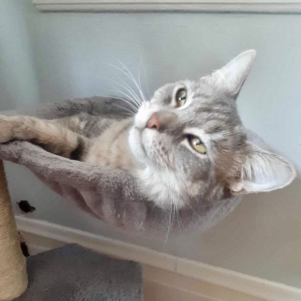 adoptable Cat in Palatine, IL named Daisy