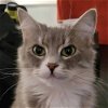 adoptable Cat in palatine, IL named Wilma