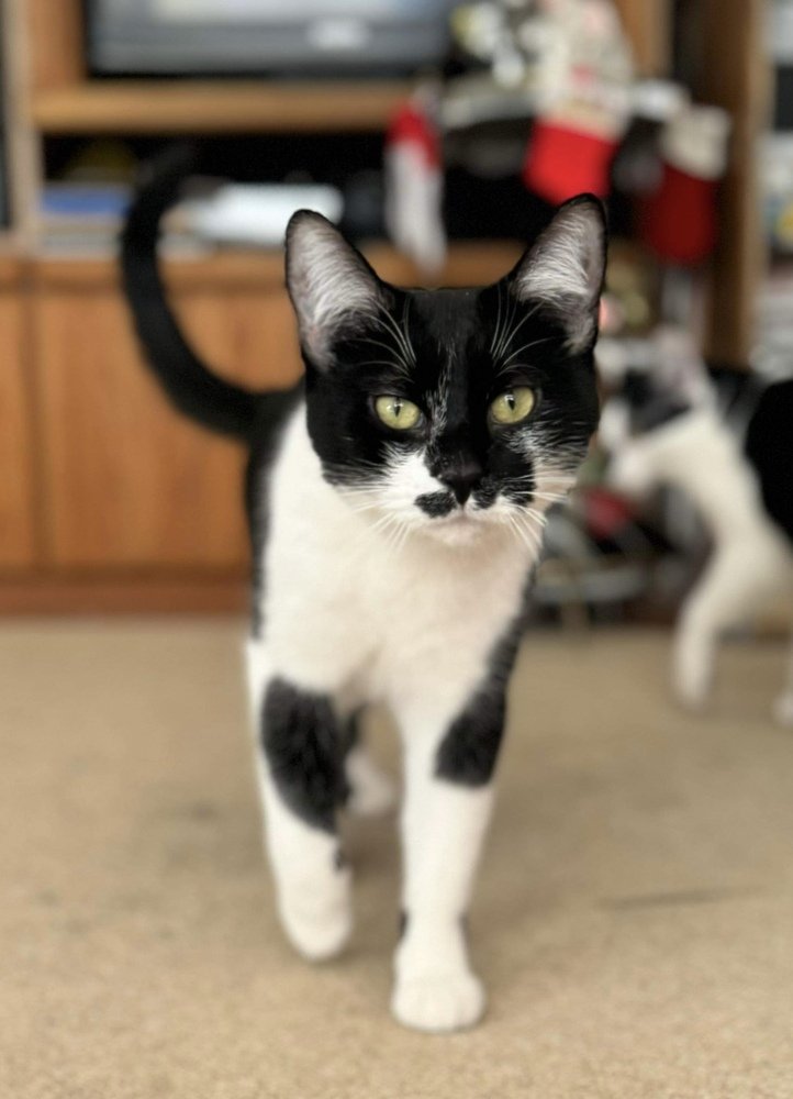 adoptable Cat in Palatine, IL named Ariana