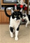 adoptable Cat in palatine, IL named Ariana