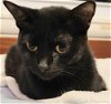 adoptable Cat in palatine, IL named Nessa