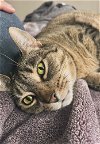 adoptable Cat in palatine, IL named Bizzy