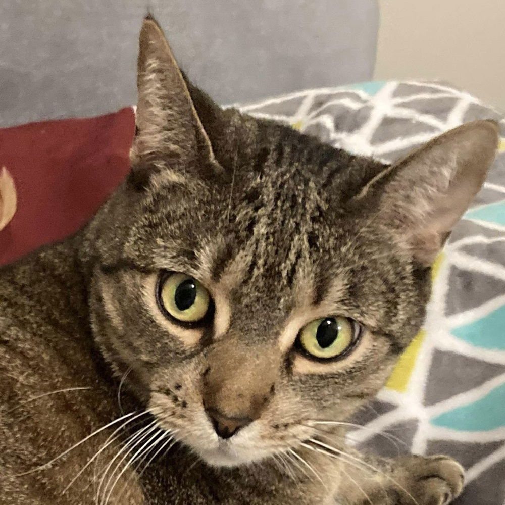 adoptable Cat in Palatine, IL named Bizzy