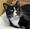 adoptable Cat in palatine, IL named Bullet