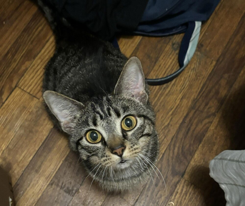 adoptable Cat in Palatine, IL named Ethel