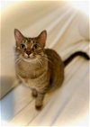 adoptable Cat in palatine, IL named Lucy