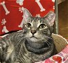 adoptable Cat in palatine, IL named Takoda (aka Carlos)