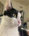 adoptable Cat in palatine, IL named Tipsy (aka Turvy)