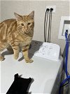 adoptable Cat in palatine, IL named Dorian