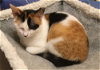 adoptable Cat in , IL named Josie