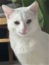 adoptable Cat in palatine, IL named Joey