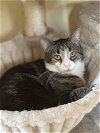 adoptable Cat in palatine, IL named Pumpkin