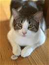 adoptable Cat in palatine, IL named Sâmore