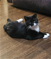 adoptable Cat in palatine, IL named Oreo