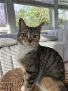 adoptable Cat in palatine, IL named Poppy