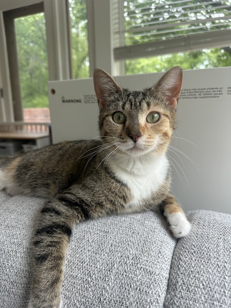 adoptable Cat in Palatine, IL named Poppy