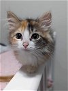 adoptable Cat in palatine, IL named Maple