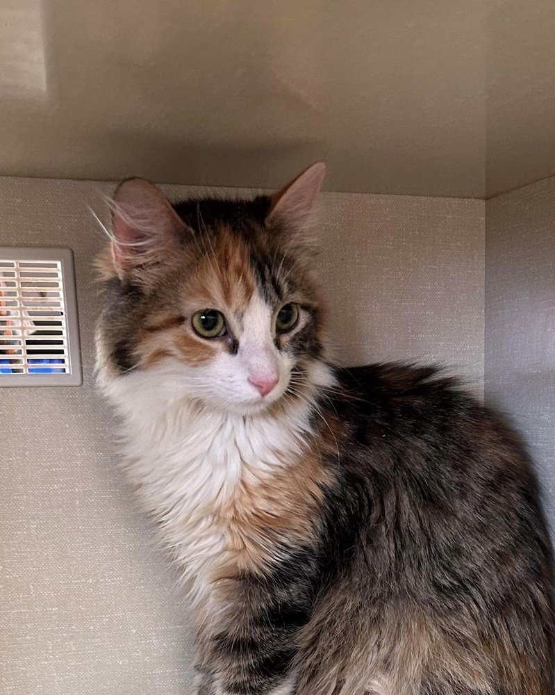 adoptable Cat in Palatine, IL named Maple
