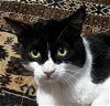 adoptable Cat in palatine, IL named Sylvester