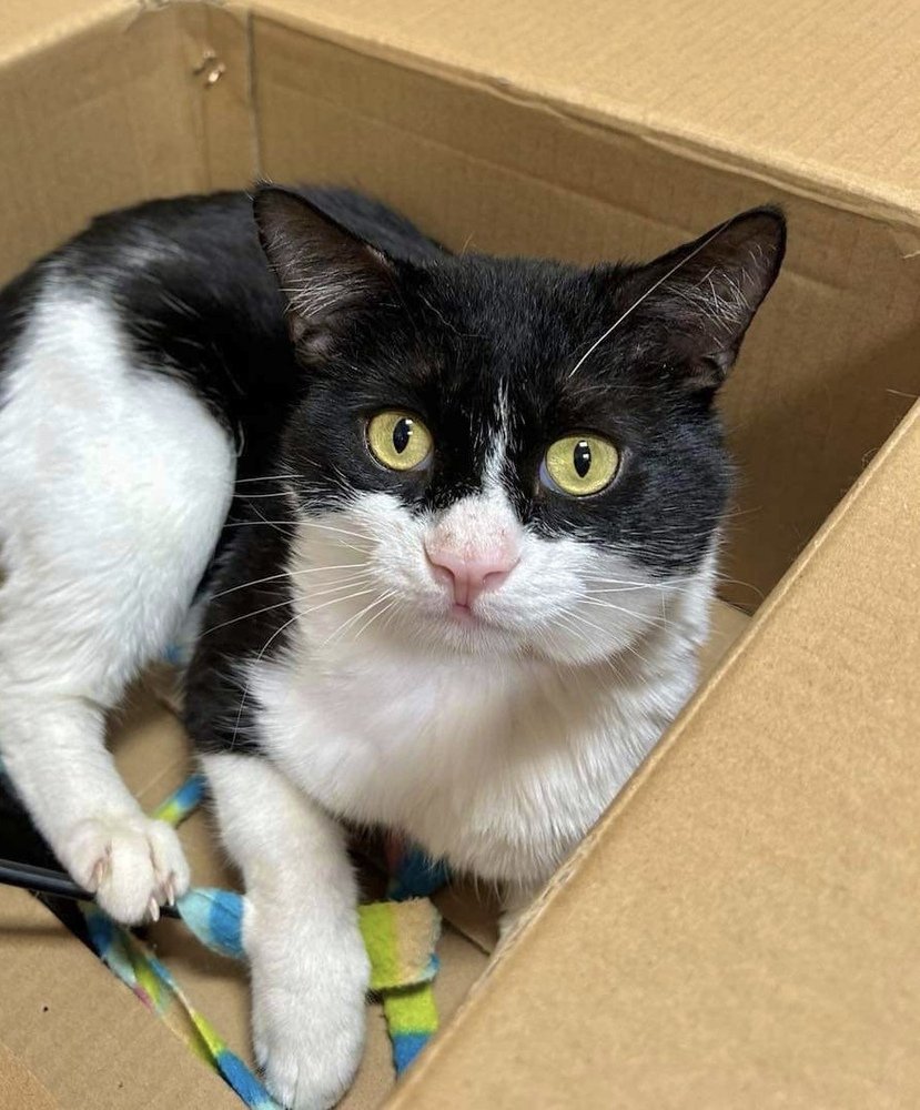 adoptable Cat in Palatine, IL named Sylvester