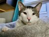 adoptable Cat in palatine, IL named Alaska