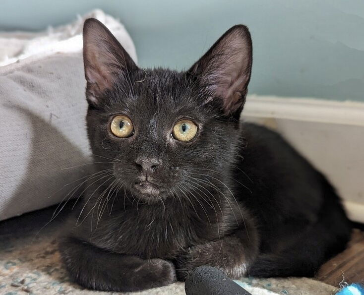 adoptable Cat in Palatine, IL named Binx