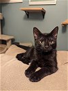 adoptable Cat in palatine, IL named Baxter
