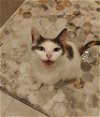 adoptable Cat in , IL named Kensington (Aka Tulip)