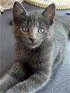 adoptable Cat in palatine, IL named Anteros