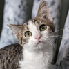 adoptable Cat in Palatine, IL named Cindy Lou