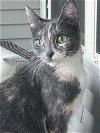 adoptable Cat in palatine, IL named Aphrodite