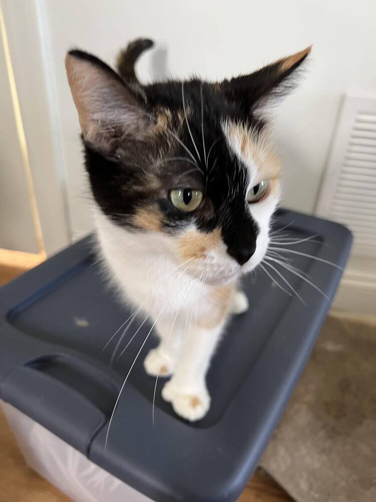 adoptable Cat in Palatine, IL named Delilah