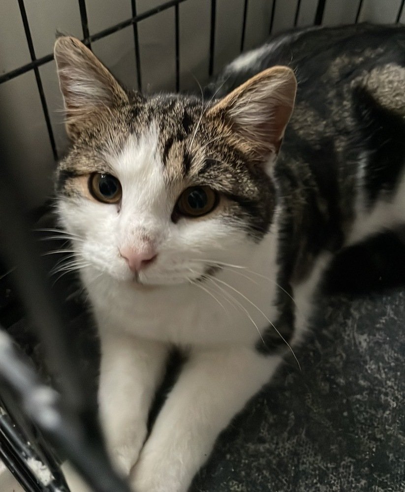 adoptable Cat in Palatine, IL named Meeko