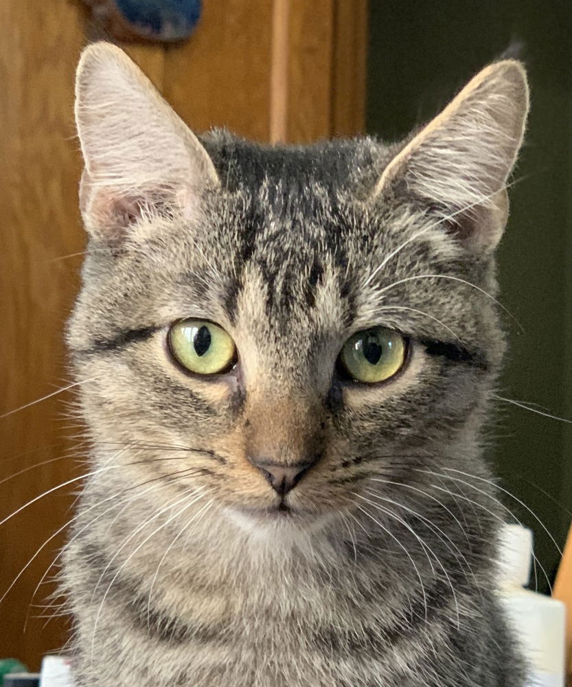 adoptable Cat in Palatine, IL named Reptar (aka Tallahassee)