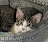 adoptable Cat in Palatine, IL named Winnie