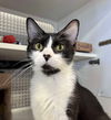 adoptable Cat in Palatine, IL named Tilly