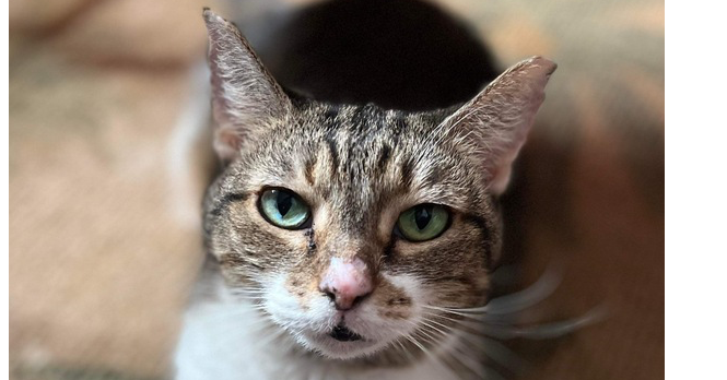 adoptable Cat in Palatine, IL named Pout