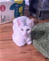 adoptable Cat in , IL named Hopscotch