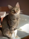 adoptable Cat in Palatine, IL named Josie (momma)