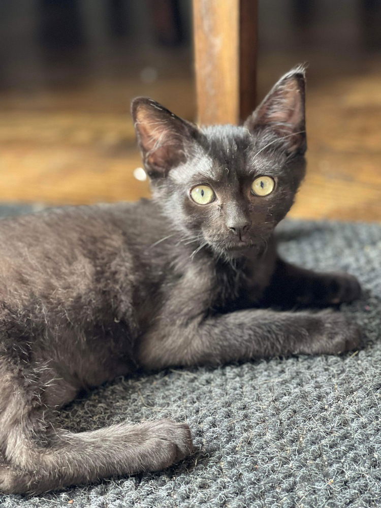 adoptable Cat in Palatine, IL named Midnight