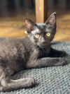 adoptable Cat in Palatine, IL named Midnight