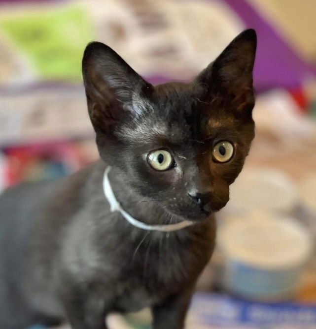 adoptable Cat in Palatine, IL named Ebony