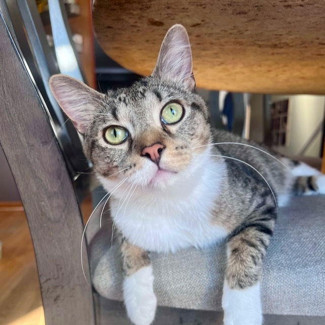 adoptable Cat in Palatine, IL named Fargo
